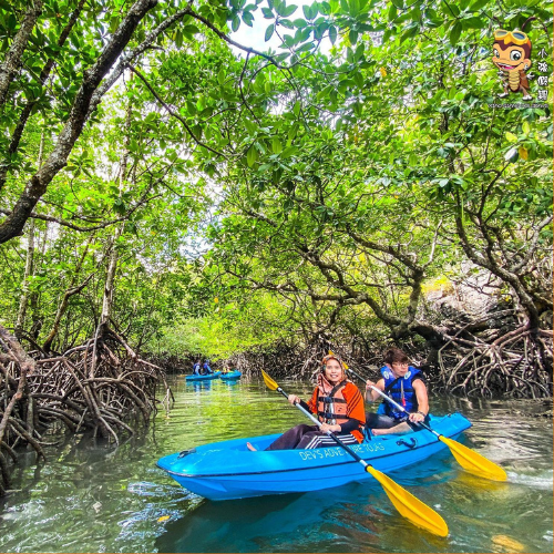 Langkawi Mangrove Kayak Travel Langkawi XQ Holidays